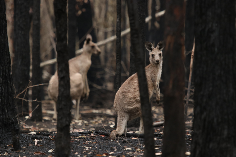 Pożary w Australii są ogromne i giną w nich tysiące zwierząt