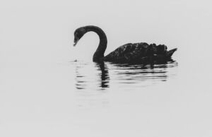 Black Swan i jego wpływ na strategie biznesowe firm.